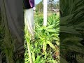The Fastest Way to Peel Lettuce Leaves!
