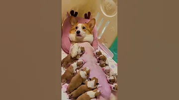 Adorable Corgi Mom Nursing Her 10 Tiny Puppies Heartwarming Corgi Puppy Moment 