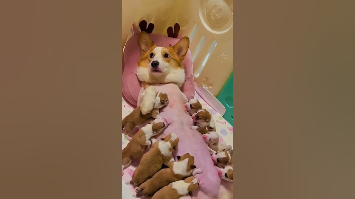 Adorable Corgi Mom Nursing Her 10 Tiny Puppies | Heartwarming Corgi Puppy Moment