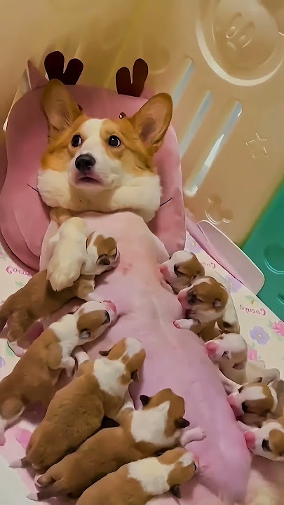 Adorable Corgi Mom Nursing Her 10 Tiny Puppies | Heartwarming Corgi Puppy Moment