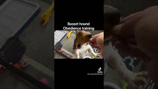 Basset hound obedience training