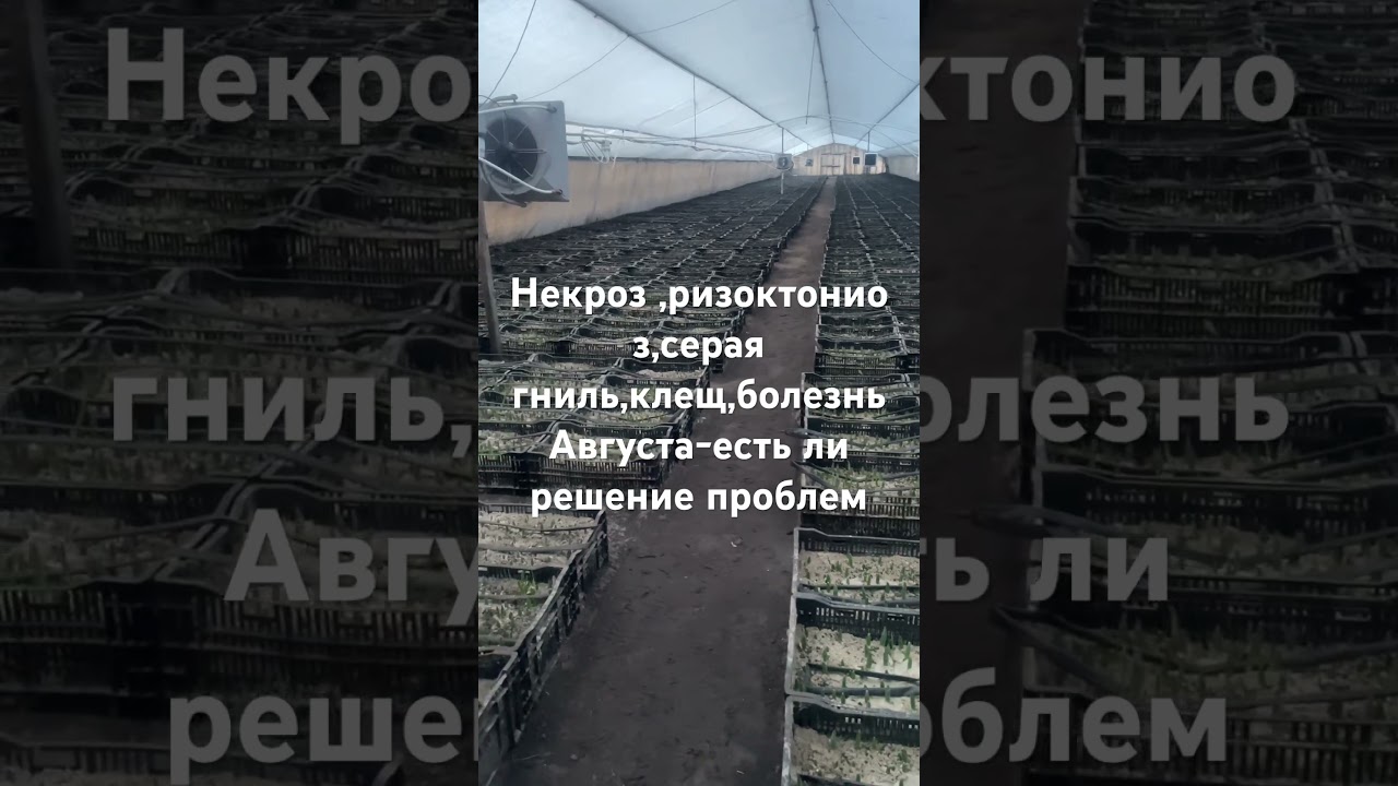 #некрозтюльпанов