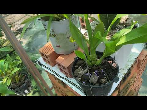 Video Cách chăm Lan vũ nữ Hoàng Hậu Xanh dễ ra hoa - youtube