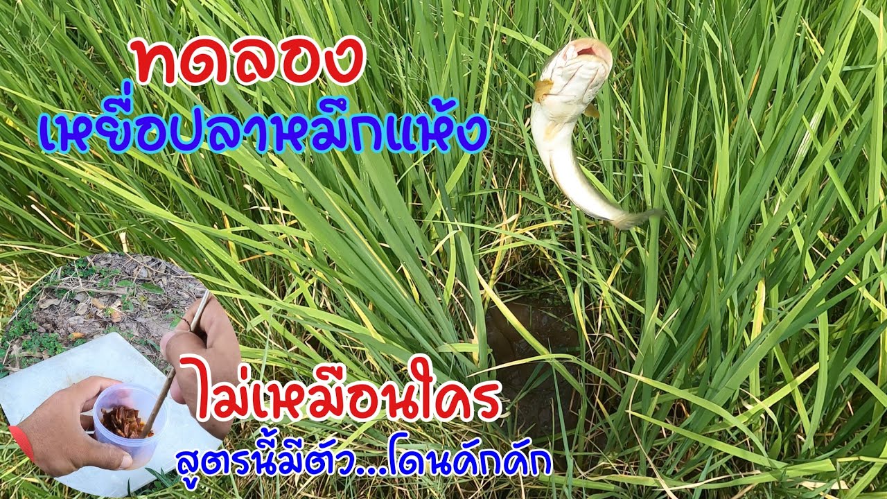 ใส่เบ็ดเหยื่อปลาหมึกแห้งสูตรไม่เหมือนใคร ทดลองดูว่าปลาจะกินมั้ย แต่ได้ผลเกินคาด@นางรอง พอได้เล็ม