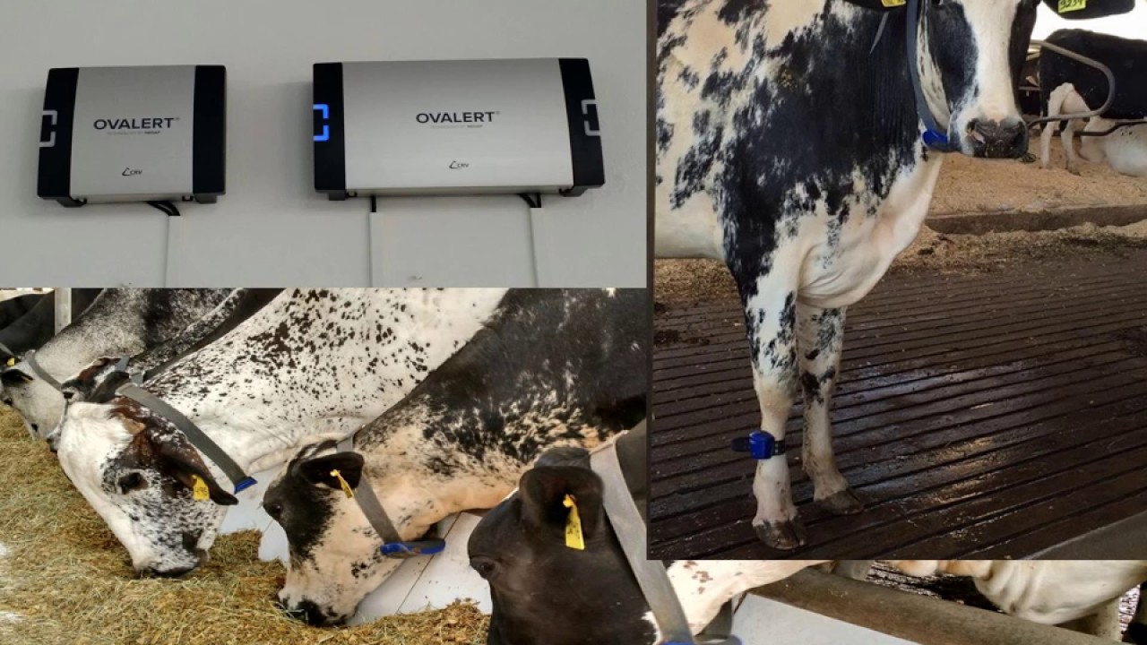 MEGALEITE 2017-Compost Barn Boa Fé - (LINK)