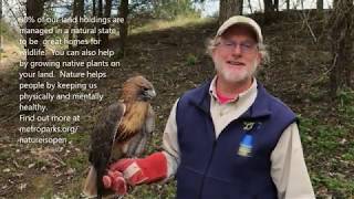 Ruby, a Red tailed Hawk, animal ambassador for Five Rivers MetroParks