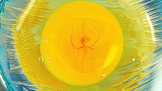 DAY 2 - CHICKEN EMBRYO IN A CUP