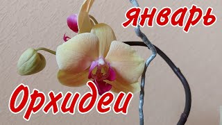 🥀 БУЙСТВО КРАСОК 🌸Обзор моих цветущих ОРХИДЕЙ на подоконнике в январе🌸 мои Орхидеи  Домашние Орхидеи