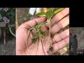 Sadabahaar ki repotting | Gardening vlog | Youtube vlog 🪴👆🏻🤌🏻 #youtubevlog #gardeningvlog #fypシ