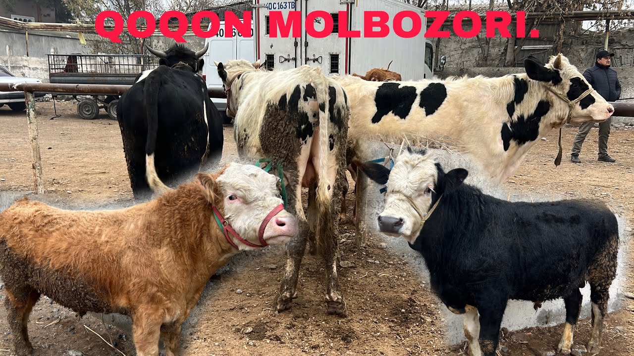 Qoqon molbozori narxlari✅✅🔥🔥😱😱🤝🤝👍👍💯💯