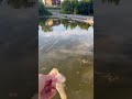 Backflip🤙🏻 #fishing #bass #bassfishing