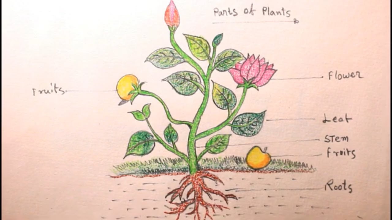 drawing of a standardized bean plant used in our experiments | Download  Scientific Diagram