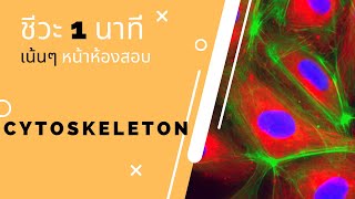 Cytoskeleton (ชีวะ 1 นาที เน้นๆหน้าห้องสอบ)