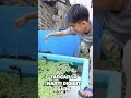 SAMPE KELUAR KOLAM! KASIH MAKAN TOMAN MONSTER PAKE LELE YANG DIIKAT