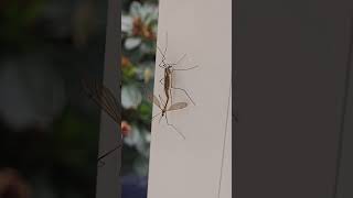 Mating Common European Cranefly nature wildlife insects animals sex hugoswalkingshorts
