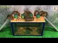 人生でネズミを捕まえる最も簡単な方法 | mouse trap 2026