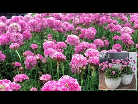 Videó: Tengeri rózsaszín virágok termesztése – Hogyan gondoskodjunk a takarékos növényekről