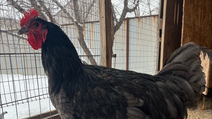 Орыс порно Колобок