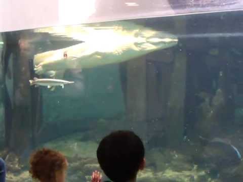 Albino Alligator & Alligator Snapping Turtle at California Academy of Sciences