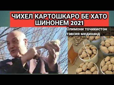 Кишти картошка чихел бехато шинонем 2021 кишоварз дехкон семинар