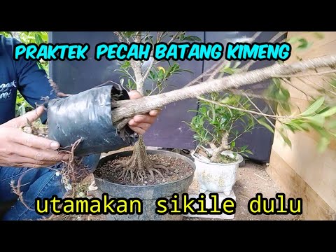 cara aman cepat jadi//praktek pecah batang ficus kimeng