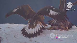 Eagle vs Hawk| What's the difference | General Knowledge