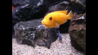 Metriaclima Esterae Blue Red Holding Female.avi