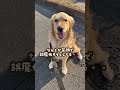 作り笑いすな#ゴールデンレトリバー #大型犬のいる生活 #大型犬と子供 #goldenretriever
