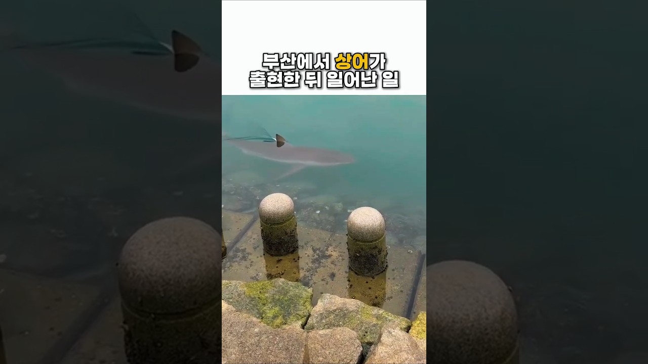 부산에서 상어가 출현한 뒤 일어난 일