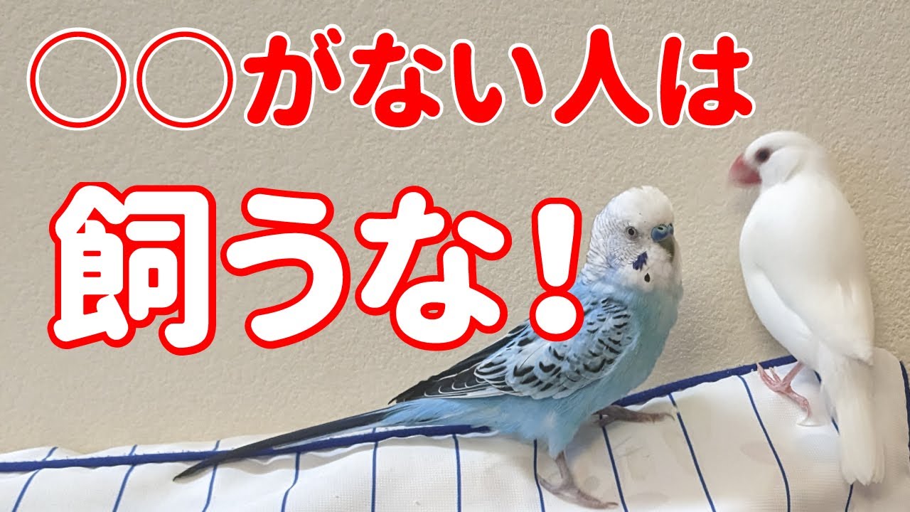 【きなこさま専用】◇ オウム♡白文鳥♡セキセイインコ♡カラス♡文鳥　あみぐるみ セキセイインコと白文鳥】鳥を飼うのに必要なのは、お金じゃなくて
