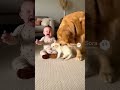 赤ちゃんを泣き止ませるには子犬🐶 | #shorts #animals #baby