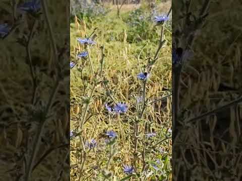 प्राकृतिक खेती की झलक