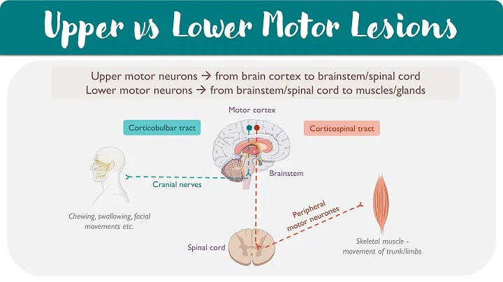 Upper vs Lower Motor Neuron Lesions Explained | UMN vs LMN