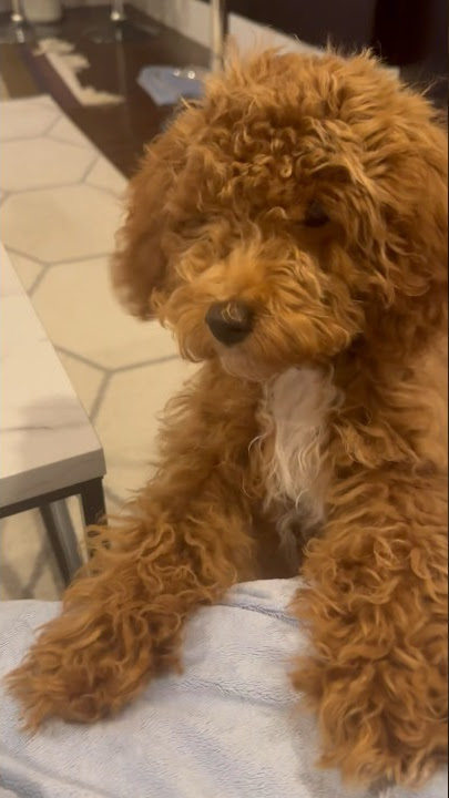Cute miniature Poodle whining and begging #cute #puppy #barking #shorts