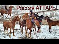 Россиядан АТТАР келди