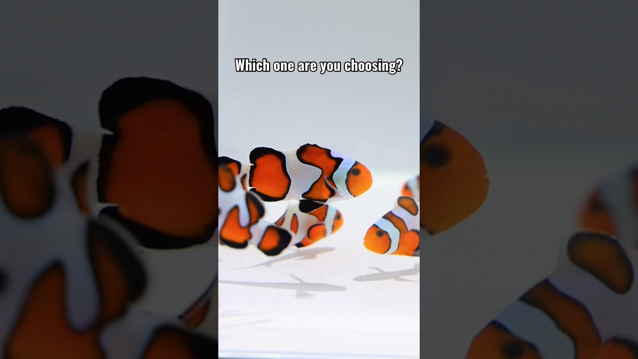 POV: Picking Out a Clownfish!