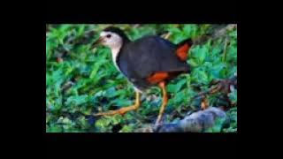 Jal murgi Ki Awaz mp3 30min