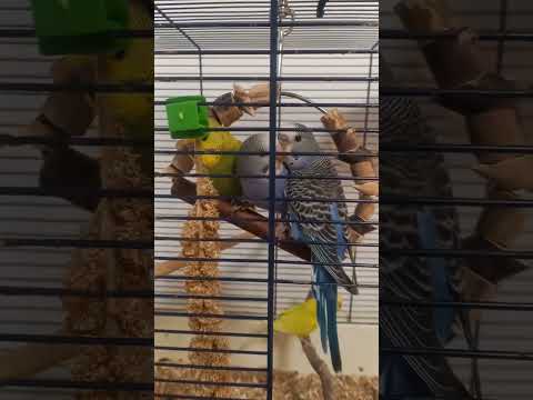 #papagaj #birds