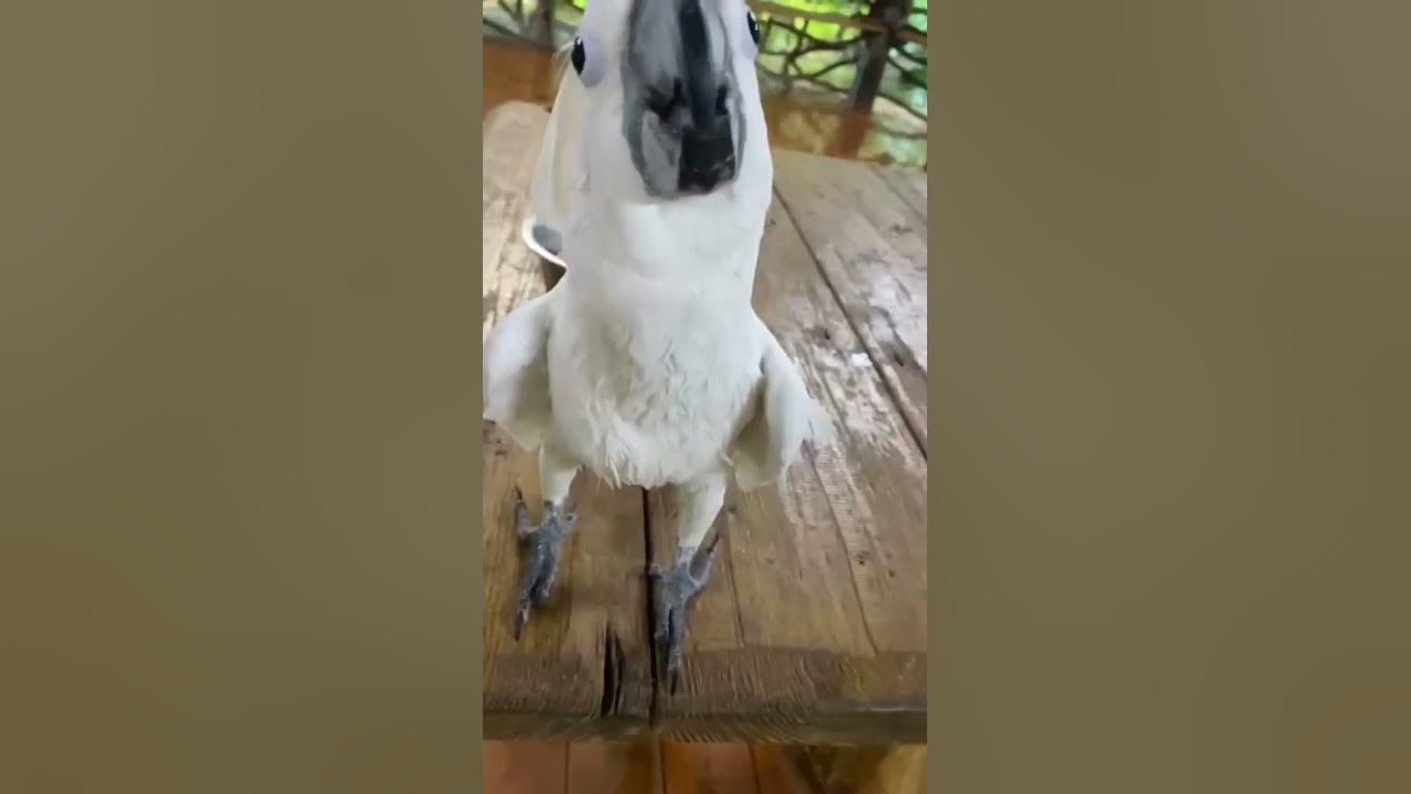 Cockatoo loves him some Hip Hop tunes. volumeup YouTube