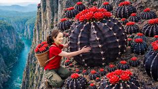 Risky Cliff Harvesting: Rare Black Cactus Sold Out Fast at the Rich Traders’ Market—Insane Demand!