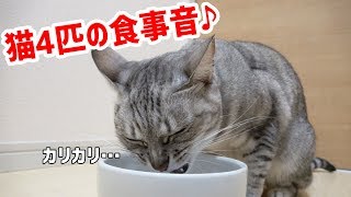 猫4匹の食事のカリカリ音
