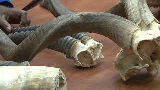 All About Horns