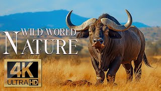 Wild Nature World 4K  Explore Amazing Wildlife Movies With Relaxing Piano Music  Wild Animals 4K