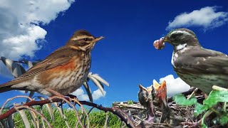 Дрозд-белобровик открывает свои тайны / Птицы России - Фильм 60 (Turdus iliacus)