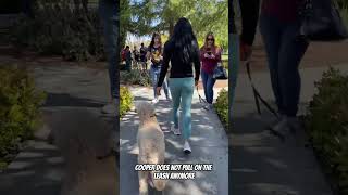 OWNER AND DOODLE TESTIMONIAL 🐶🦮Off leash Dog Training / Obedience Training 🦮🐶 by Off Leash K9 28 views 18 hours ago 1 minute, 19 seconds