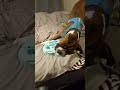 Vinny The Boxer - Live Cam Replay 005
