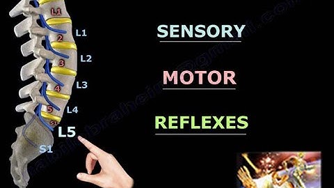 Examination Of L5 Nerve Root - Everything You Need To Know - Dr. Nabil Ebraheim