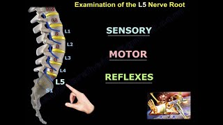 Examination Of L5 Nerve Root  Everything You Need To Know  Dr. Nabil Ebraheim