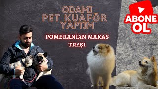 Pet kuaför yaptım evimin bir odasını (Pomeranian makas traşı)