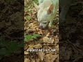 WILLIAM THE CHIHUAHUA #bjork #isobel #dogs #chihuahua